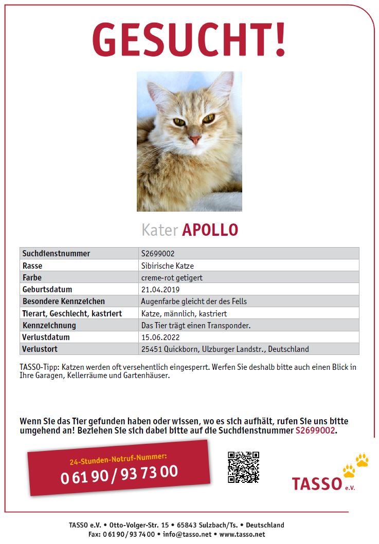 Kater Apollo