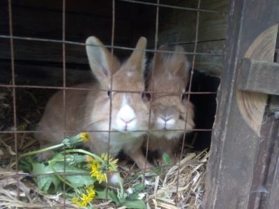 Kaninchen