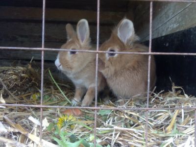 Kaninchen
