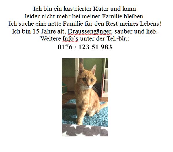 Kater sucht ein Zuhause