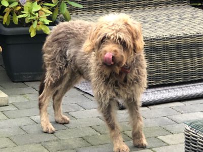 Hund vermisst Hund vermisst