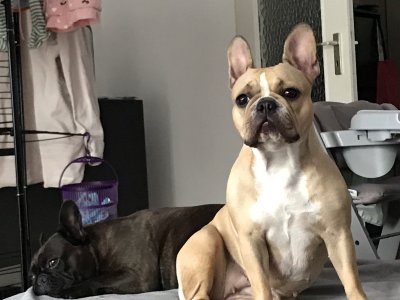 Französische Bulldoggen