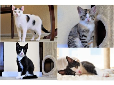 4 Katzen zu vermitteln