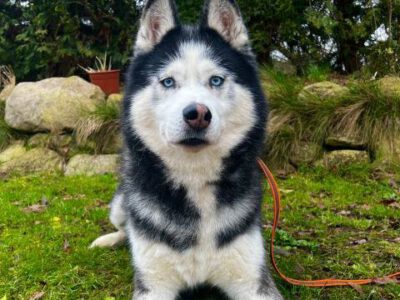 230125-husky