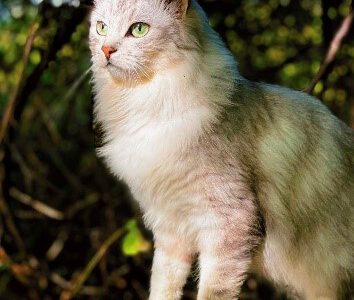 230213-pic-katzenkastration