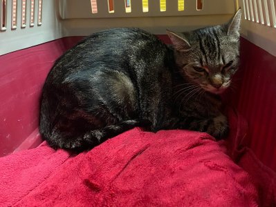 231013-pic-ausschnitt-katzenkastrationsaktion-01