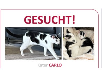 251008-carlo-01-vorschau