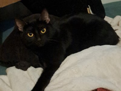 260421-papyrus-vorschau