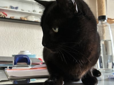 260421-tommy-vorschau