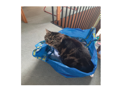 260503-kater-karl-ausschnitt