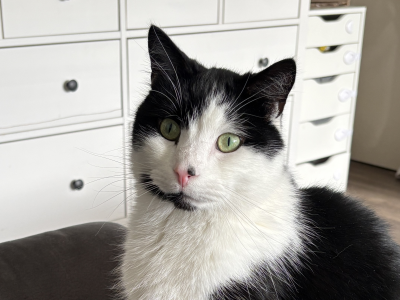 260521-kater-wurmi-ausschnitt