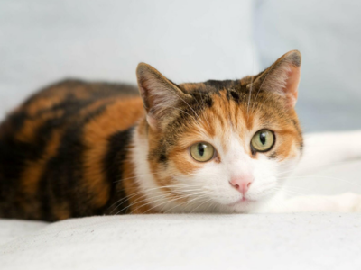 260901-katze-01